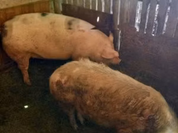 Sow, Pigs