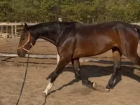 Horse (M), Hanoverian — photo 3