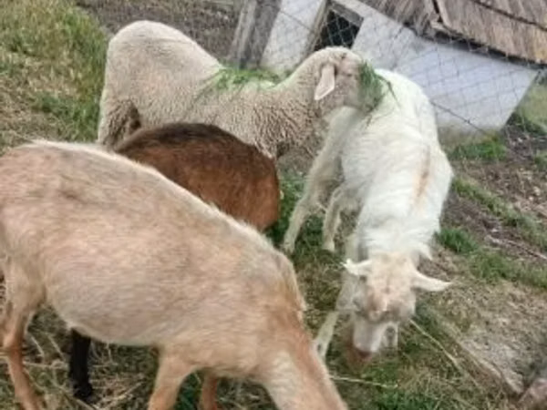 Carnero, Merino sheep