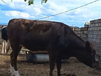 गाय, Simmental cattle — फ़ोटो 2