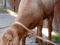Ram, Ordabasy sheep — photo 2