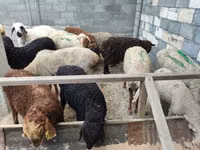 Oveja, Tian-Shan semifinewool sheep — foto 7