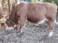 Toro, Raza gris húngara — foto 3