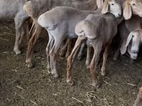 Sheep, Hissar sheep — photo 3