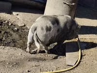 Boar — photo 3