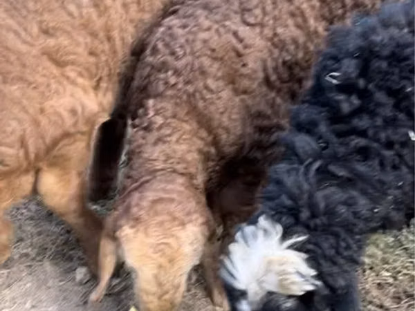 Ram, Sheep