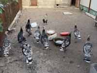 هايبرد كونفرتر — الصورة 1