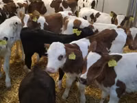 Toro, Vaca Limousin — foto 1