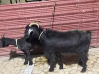 Cabra, Cabras — foto 1