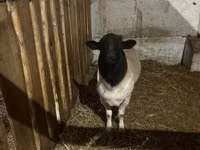 भेड़, Dorper sheep — फ़ोटो 2