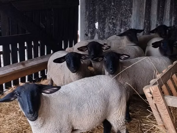 भेड़ें (लॉट, लिंग निर्दिष्ट नहीं), White Suffolk sheep