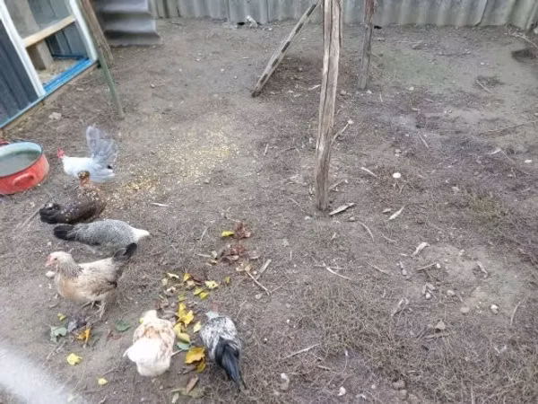 Japanese Bantam