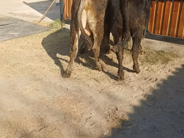 Bull, Alatau breed