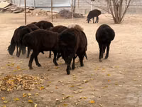 Ram, Sheep — photo 3
