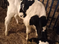 Toro, Russian Black pied cattle — foto 3