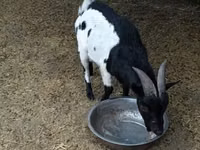 Billy Goat, Nigerian dwarf goats — photo 2