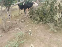 Kuh, Simmental cattle — Foto 5