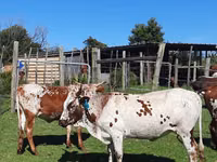गाय, Nguni cattle — फ़ोटो 7