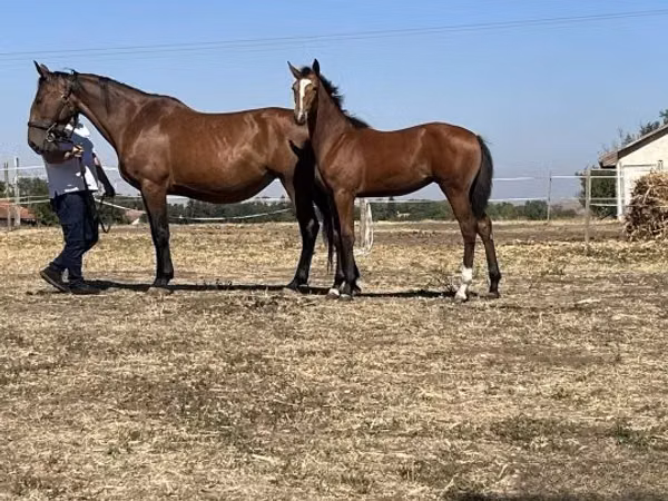 Faras dhaddig, Nonius horse