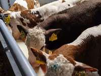 Ng'ombe dume, Simmental cattle — picha 4