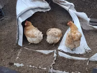 Chickens — 照片 3