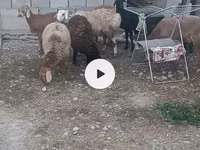 Ido, Sheep — sawirka 1