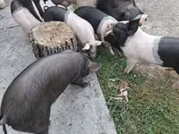 Sow, Pigs — photo 5