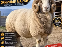 Carnero, Kyrgyz Mountain merino sheep — foto 2