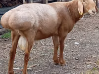 Ram, Arashan sheep — photo 1