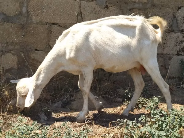 Mbuzi jike, Saanen goat