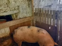 Sow, Pigs — photo 4