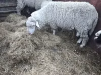Wad, Sheep — sawirka 3