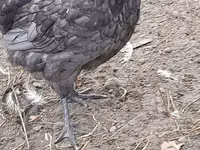 Australian Pit Game fowl — sawirka 8