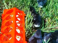 Australorp — photo 7