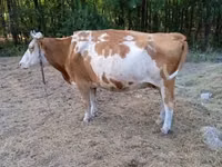 بقرة, Simmental cattle — الصورة 3