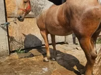 Yegua, Caballos — foto 5