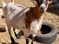 Billy Goat, Dutch Landrace goats — photo 5