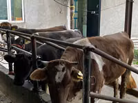 Cattle (batch, sex not specified), Cattle — photo 2