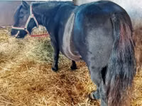 Stute, American shetland pony — Foto 1