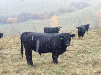 Lo’, Galloway cow — sawirka 2