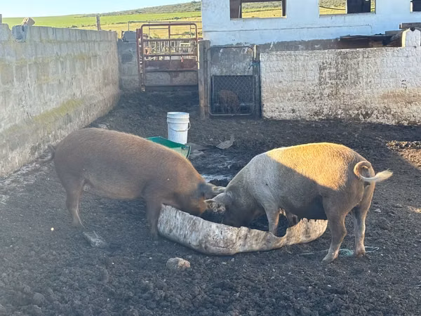 Sow,  — South Africa
