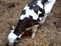 Ng'ombe jike, Russian Black pied cattle — picha 3