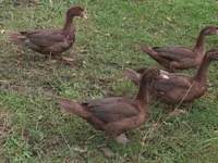 Ducks — sawirka 3