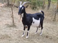 عنزة, Toggenburg goat — الصورة 1