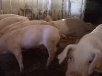 Boar, Pigs — photo 1