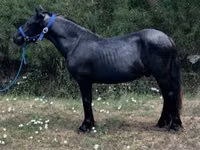 公马, Dutch warmblood horse — 照片 1