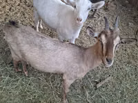 Cabro, Russian White goat — foto 1
