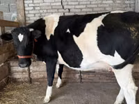 Vaca, Raza Holstein — foto 2
