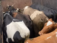 ثور, Russian Black pied cattle — الصورة 2
