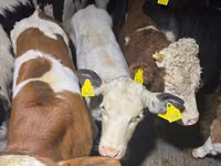 Ng'ombe (kikundi, jinsia haijatajwa), Simmental cattle — picha 3